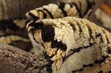 Gabbeh - Qashqai Persian Carpet 188x102 - Picture 7
