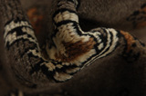 Qashqai Persian Carpet 298x207 - Picture 7